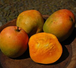 Ovoce mango
