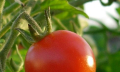 Jak pěstovat a hnojit rajčata